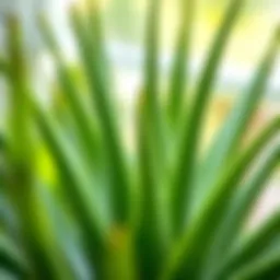 Aloe vera plant with vibrant green leaves