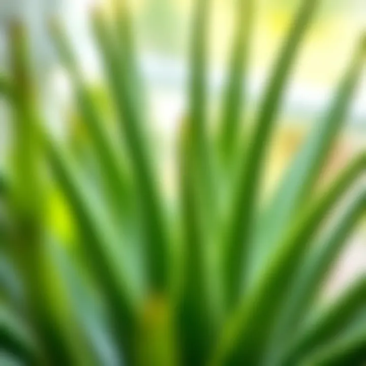 Aloe vera plant with vibrant green leaves