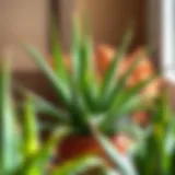 Vibrant Aloe Vera plant showcasing its healing properties