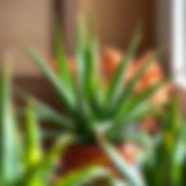 Vibrant Aloe Vera plant showcasing its healing properties