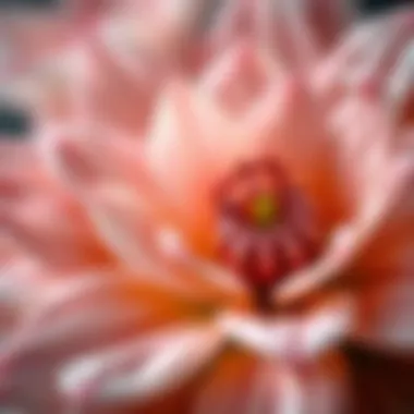 Close-up of Atatürk flower petals illustrating intricate details