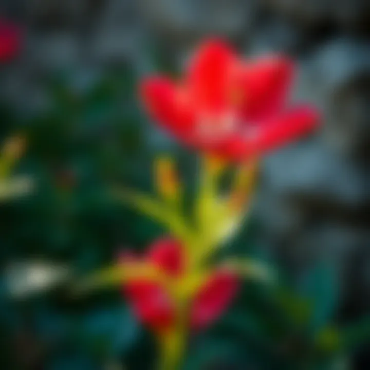 Atatürk flower thriving in its suitable climate environment