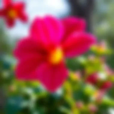 Vibrant Atatürk flower in full bloom showcasing its unique colors