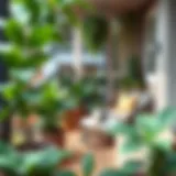 Elegant balcony design with plants and cozy seating