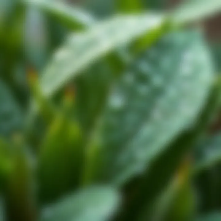 Close-up of healthy plant leaves with dew