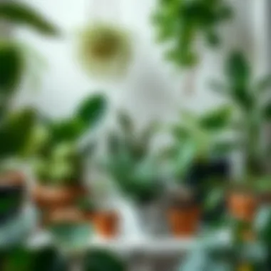 Diverse array of indoor plants