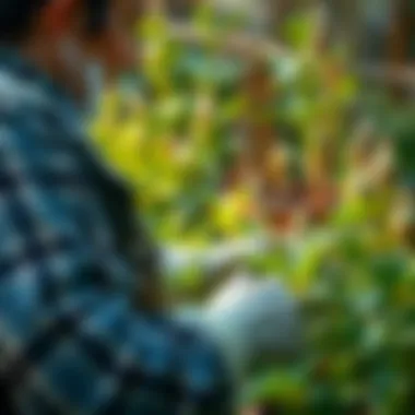 Gardener nurturing plants with care