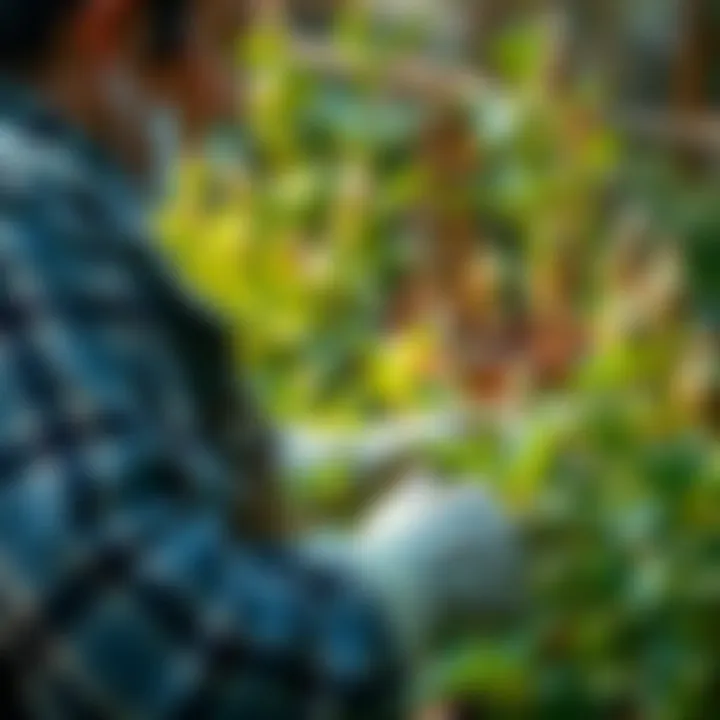 Gardener nurturing plants with care