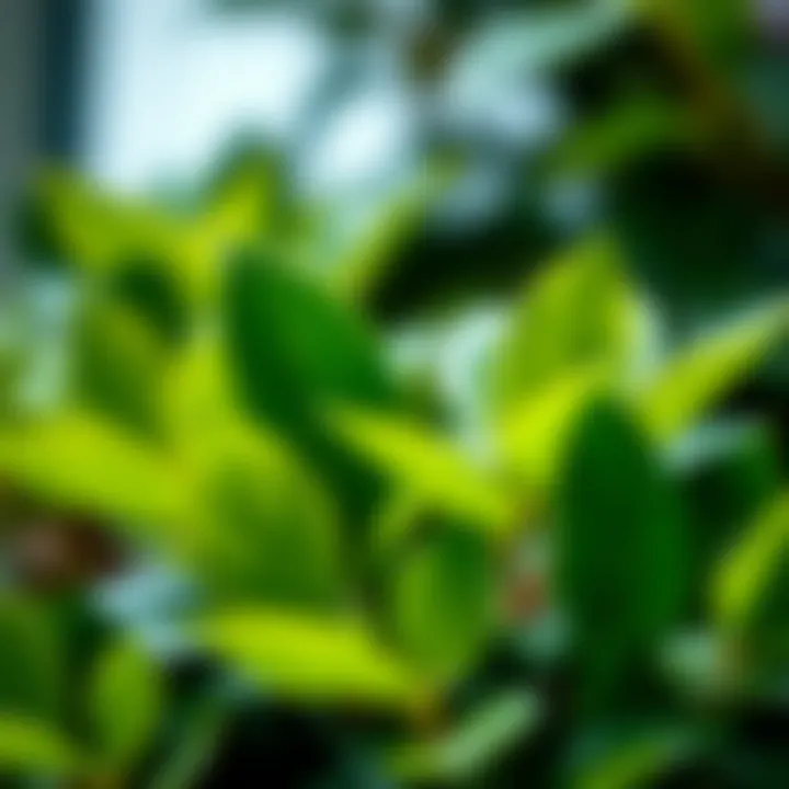 A close-up of vibrant green leaves showcasing healthy growth