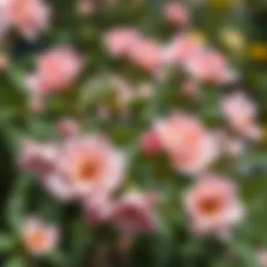 Beautiful Blooms Ready for Maintenance Blooming flowers before pruning