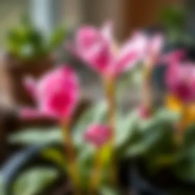Cyclamen propagation techniques illustrated