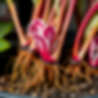 Close-up of cyclamen roots ready for propagation