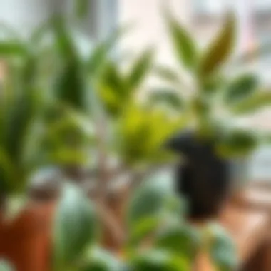 Diverse range of houseplants for health benefits