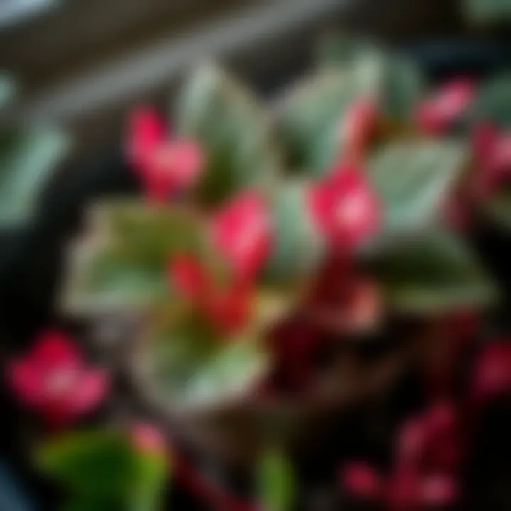 Healthy cyclamen plant with vibrant leaves