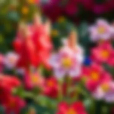 A vibrant display of natural Kokina flowers in a garden setting.