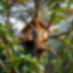 A stunning treehouse blending seamlessly with nature