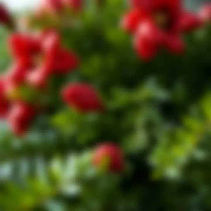 Close-up of a healthy Christmas flower with lush greenery