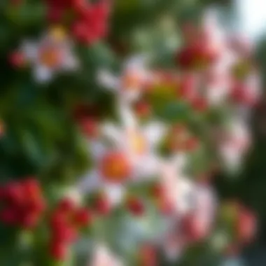 A well-maintained Christmas flower showcasing bright blooms